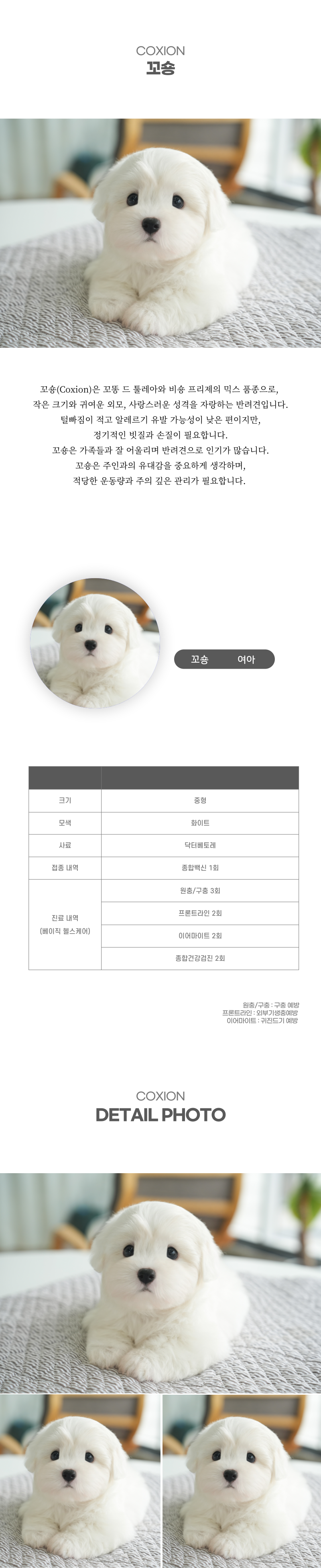 꼬숑_상세이미지_2